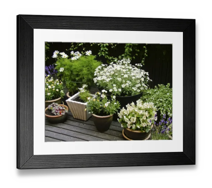 Framed Print : Collection of mostly white container plants on deck in high summer credit: Marie-Louise Framed Print : Collection of mostly white container plants on deck in high summer credit: Marie-Louise