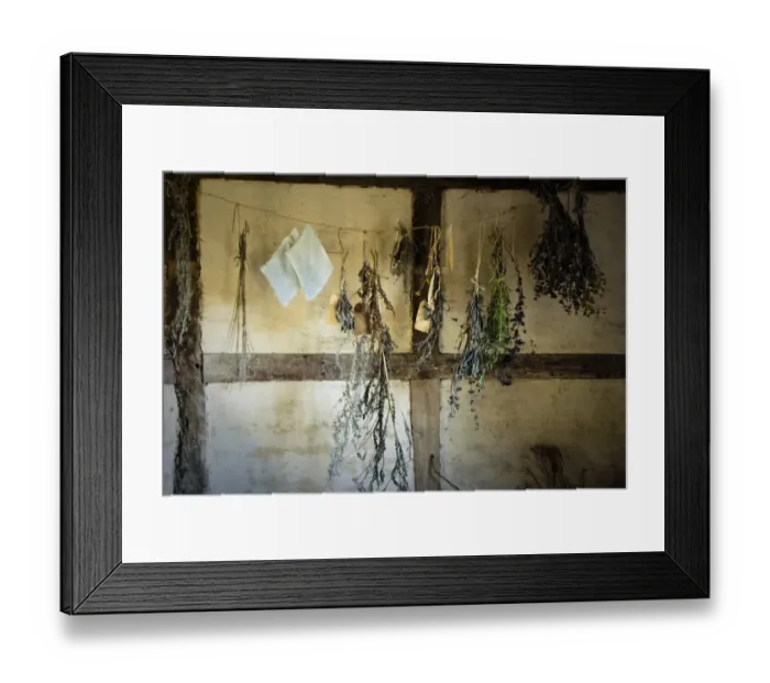 Framed Print : Bunches of fresh herbs hanging in the interior of fifteenth century cottage at Singleton Framed Print : Bunches of fresh herbs hanging in the interior of fifteenth century cottage at Singleton