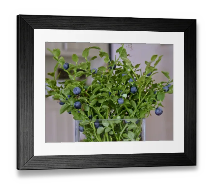 Framed Print : Blueberries on their stems picked as a bouquet in glass vase in Swedish interior credit Framed Print : Blueberries on their stems picked as a bouquet in glass vase in Swedish interior credit