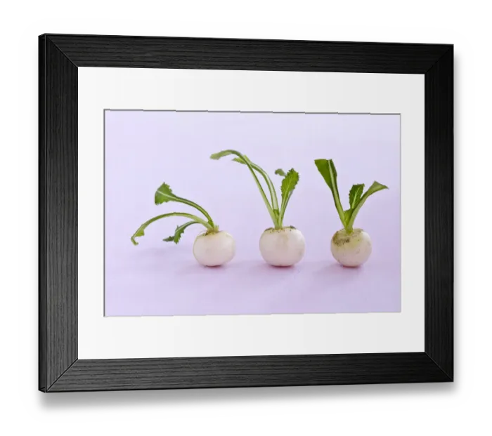 Framed Print : Three little baby turnips on pink surface credit: Marie-Louise Avery / thePictureKitchen Framed Print : Three little baby turnips on pink surface credit: Marie-Louise Avery / thePictureKitchen
