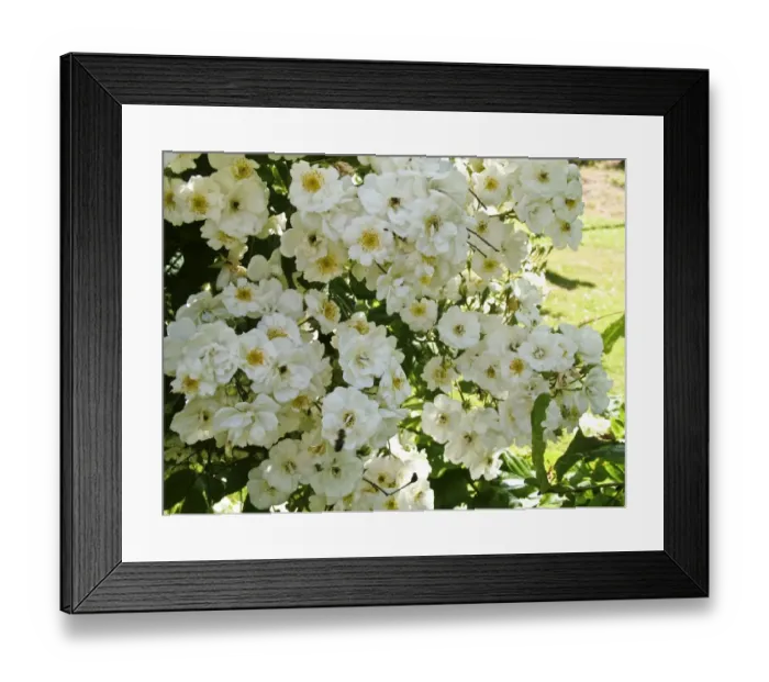 Framed Print : Little creamy white rose growing in profusion in summer garden credit: Marie-Louise Framed Print : Little creamy white rose growing in profusion in summer garden credit: Marie-Louise