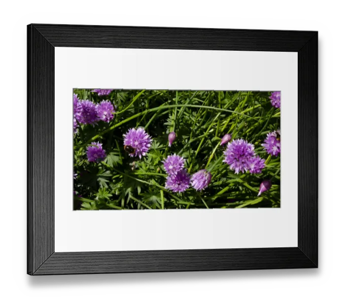 Framed Print : Chive flowers growing in garden with bees. credit: Marie-Louise Avery / thePictureKitchen Framed Print : Chive flowers growing in garden with bees. credit: Marie-Louise Avery / thePictureKitchen