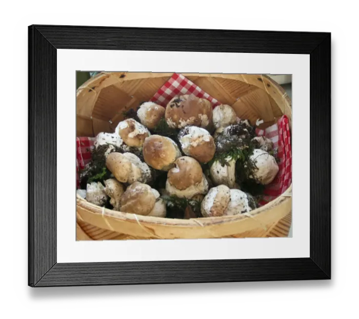 Framed Print : Basket of freshly picked young penny bun mushrooms before cleaning credit: Marie-Louise Framed Print : Basket of freshly picked young penny bun mushrooms before cleaning credit: Marie-Louise