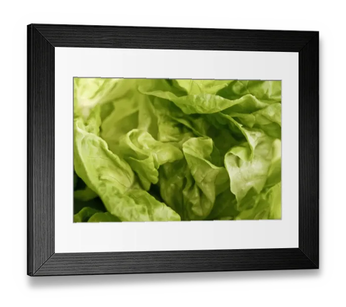 Framed Print : Close up of whole butter lettuce credit: Marie-Louise Avery / thePictureKitchen Framed Print : Close up of whole butter lettuce credit: Marie-Louise Avery / thePictureKitchen
