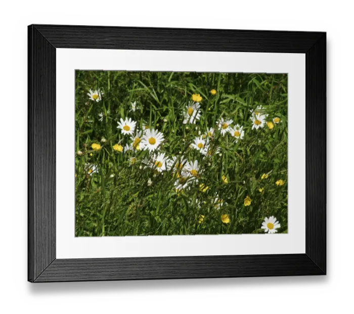 Framed Print : Daisies and buttercups in long grass in churchyard. Sussex, England UK credit Framed Print : Daisies and buttercups in long grass in churchyard. Sussex, England UK credit