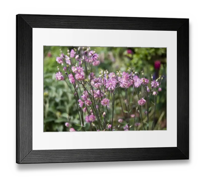 Framed Print : Aquilegia vulgaris (columbine) close-up of pink flowers in mixed border, Kent UK Framed Print : Aquilegia vulgaris (columbine) close-up of pink flowers in mixed border, Kent UK