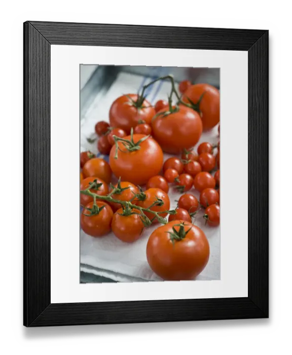 Framed Print : Fresh tomatoes on the vine on laundered tea towel credit: Marie-Louise Avery / Framed Print : Fresh tomatoes on the vine on laundered tea towel credit: Marie-Louise Avery /