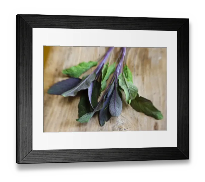 Framed Print : Freshly cut sprig of purple sage leaves on old wooden surface credit: Marie-Louise Framed Print : Freshly cut sprig of purple sage leaves on old wooden surface credit: Marie-Louise