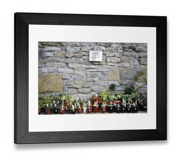 Framed Print : Selection of plants for sale in garden in front of old stone wall credit: Marie-Louise Framed Print : Selection of plants for sale in garden in front of old stone wall credit: Marie-Louise
