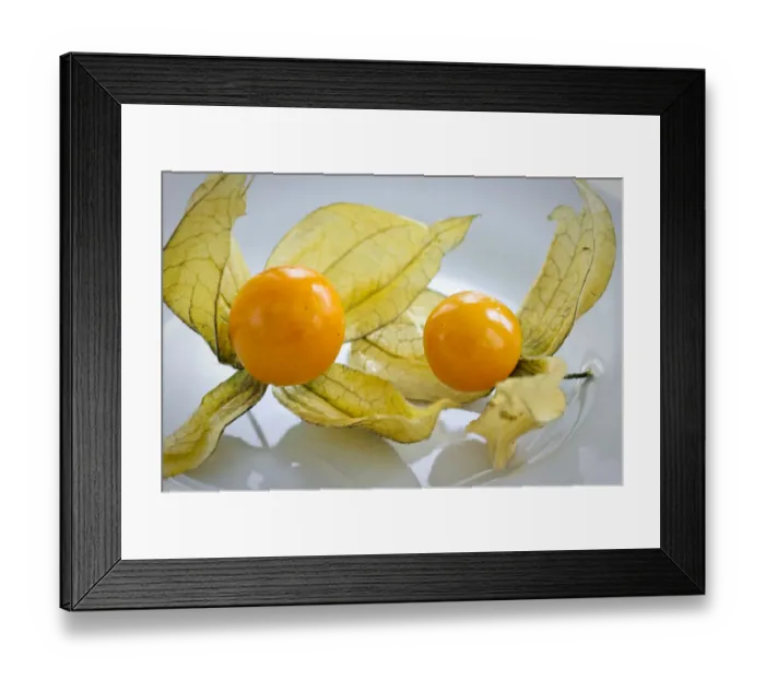 Framed Print : Two phthysalis fruits on white surface credit: Marie-Louise Avery / thePictureKitchen Framed Print : Two phthysalis fruits on white surface credit: Marie-Louise Avery / thePictureKitchen