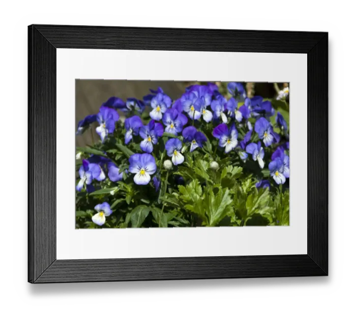 Framed Print : Small pansies in container pot credit: Marie-Louise Avery / thePictureKitchen / TopFoto Framed Print : Small pansies in container pot credit: Marie-Louise Avery / thePictureKitchen / TopFoto
