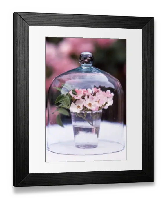 Framed Print : Glass of pink single petalled dog roses displayed under glass dome credit: Marie-Louise