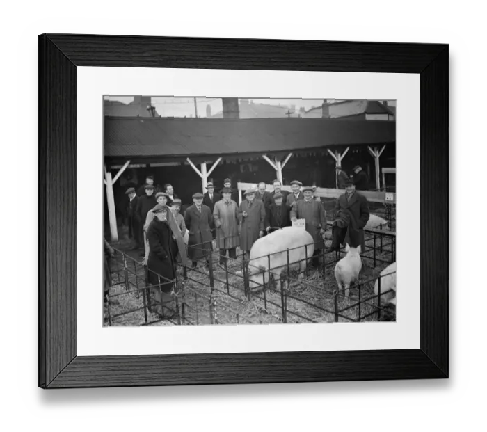 Framed Print : Farmers stand over the pigs at the Dartford Fat Stock show. 1937 Framed Print : Farmers stand over the pigs at the Dartford Fat Stock show. 1937
