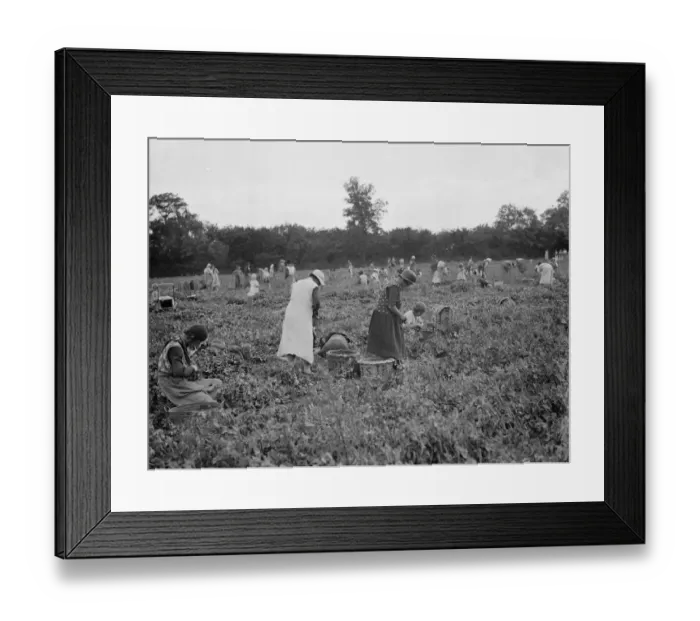 Framed Print : Pea picking in Swanscombe. 6 July 1937 Framed Print : Pea picking in Swanscombe. 6 July 1937
