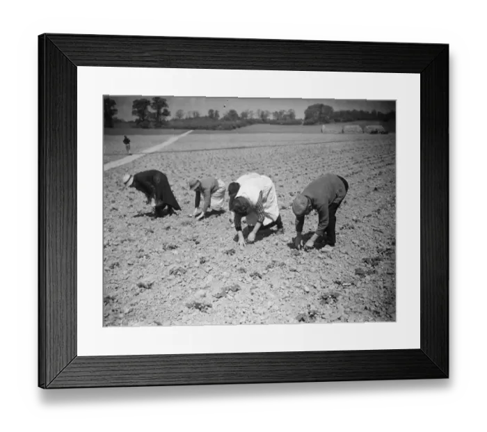 Framed Print : Preserving strawberry plants from drought. 1938 Framed Print : Preserving strawberry plants from drought. 1938