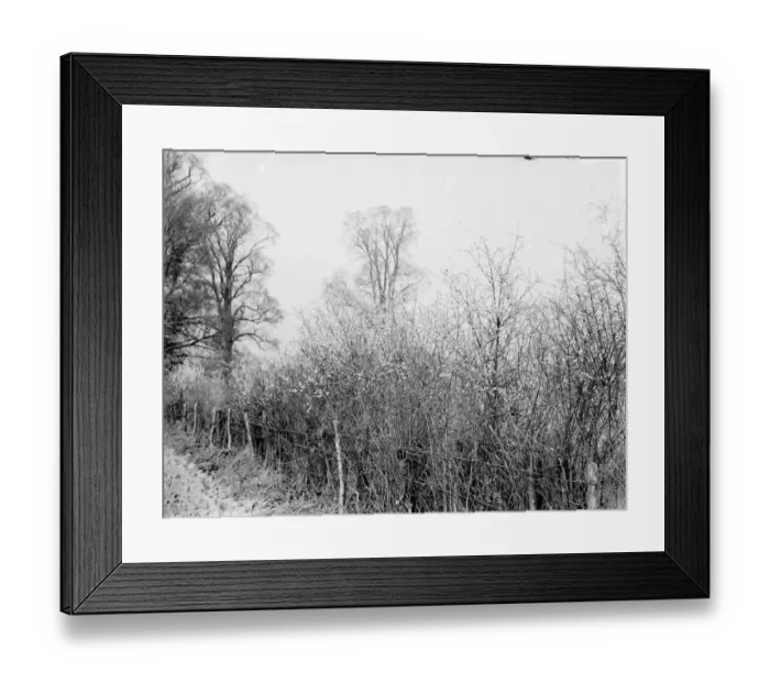 Framed Print : Blackthorn blossom in Farningham, Kent. 1936 Framed Print : Blackthorn blossom in Farningham, Kent. 1936