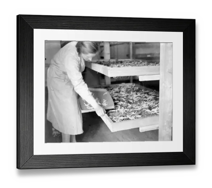 Framed Print : At Lady Hart Dykes silk worm farm at Lullingstone Castle, Eynsford, Kent Framed Print : At Lady Hart Dykes silk worm farm at Lullingstone Castle, Eynsford, Kent