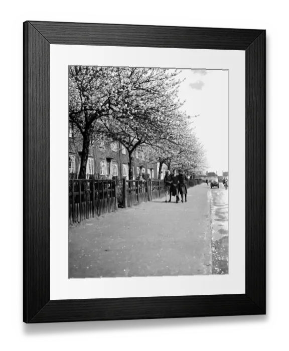 Framed Print : Three young gilrs walk arm-in-arm down a road lined with trees in full blossom in