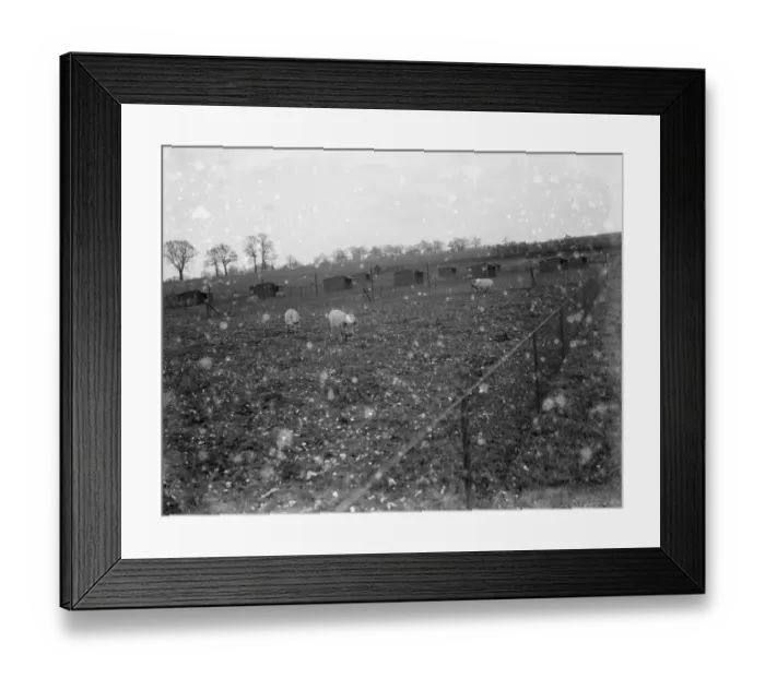 Framed Print : Pigs out in the field at Tripes pig farm, Orpington, Kent. 1936 Framed Print : Pigs out in the field at Tripes pig farm, Orpington, Kent. 1936