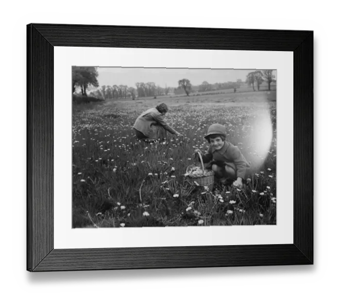Framed Print : Dorothy and Peggy picking dandelions in a field. 1936
