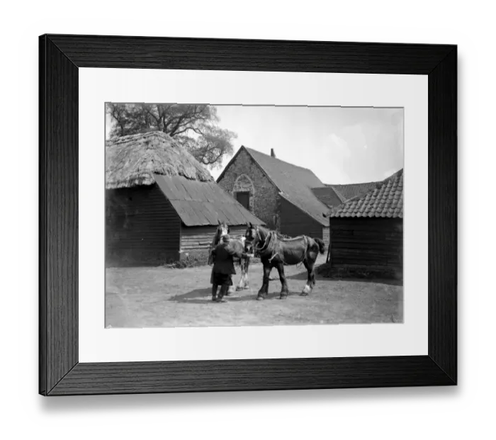 Framed Print : Man holding two shire horses in front of a Barn Church. 1934 Framed Print : Man holding two shire horses in front of a Barn Church. 1934