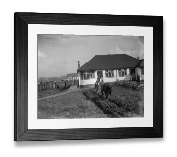 Framed Print : Ploughing up a bungalows front garden in Sidcup. Agriculture in the suburbs. 1935