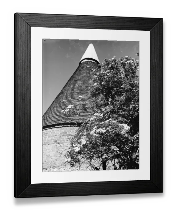 Framed Print : Elderberry blossom in Maplescombe make a pretty foreground to the oast houses. 1936 Framed Print : Elderberry blossom in Maplescombe make a pretty foreground to the oast houses. 1936