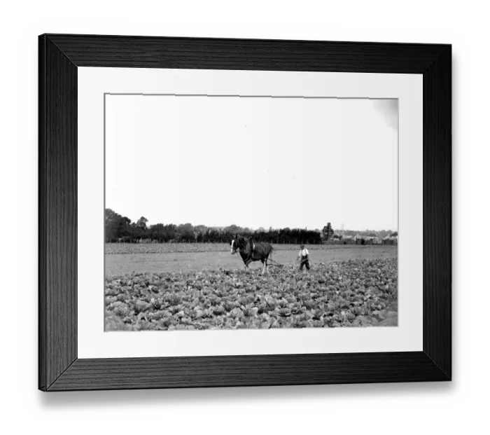 Framed Print : Cabbage plantation. 1934 Framed Print : Cabbage plantation. 1934