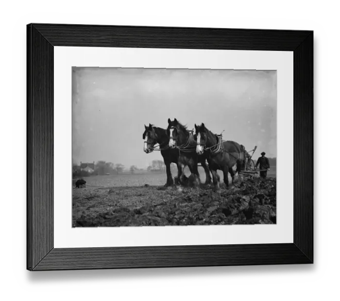 Framed Print : A farmer and his team of horses plough a field in Sidcup, Kent. 1936