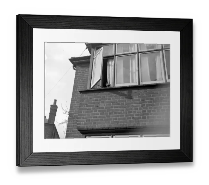 Framed Print : Tamed jackdaw (Sidcup) 1934 Framed Print : Tamed jackdaw (Sidcup) 1934