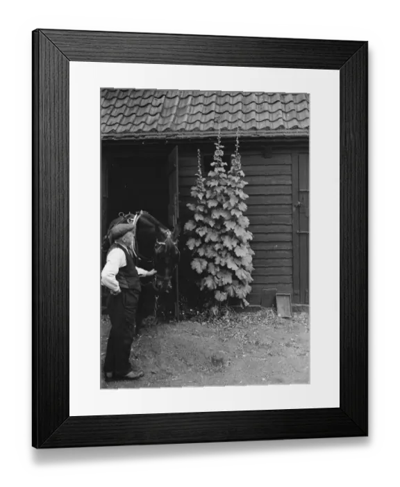 Framed Print : Hollyhocks. 1937 Framed Print : Hollyhocks. 1937