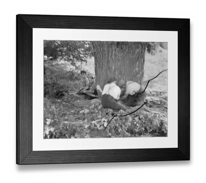 Framed Print : Tree felling in Crayford, Kent. Tree surgeons draw the blade of the saw through Framed Print : Tree felling in Crayford, Kent. Tree surgeons draw the blade of the saw through