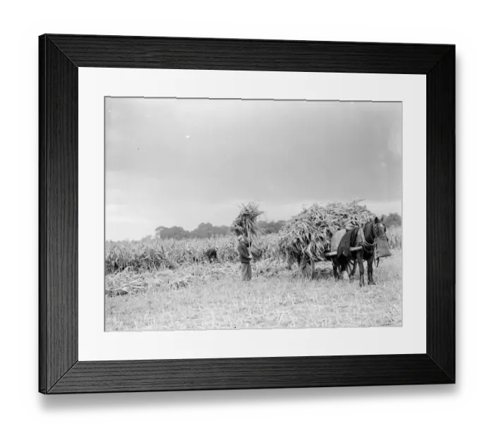 Framed Print : The maize is collected and loaded onto a horse drawn cart. 1938 Framed Print : The maize is collected and loaded onto a horse drawn cart. 1938