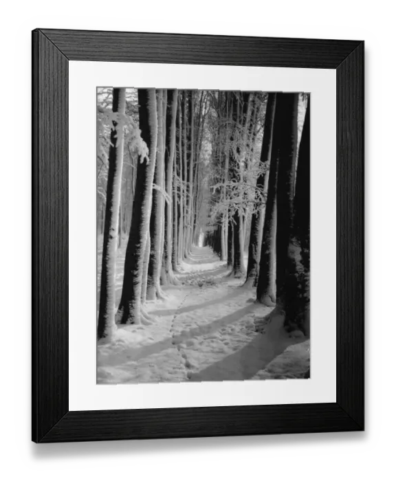 Framed Print : The beeche tree avenue at High Elms in Kent covered in snow. 1939