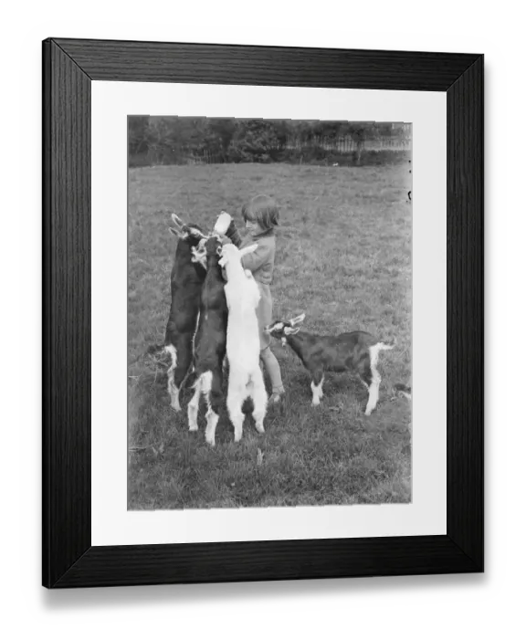 Framed Print : Jean Hodges feeding kids milk with a bottle, at a goat farm in Birling, Kent. 1939 Framed Print : Jean Hodges feeding kids milk with a bottle, at a goat farm in Birling, Kent. 1939