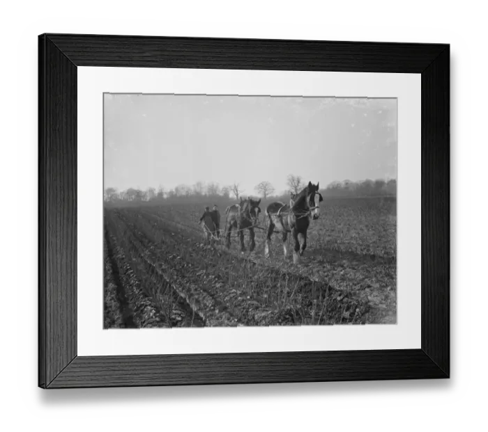 Framed Print : A farmer and his horse team plough a field. 1936 Framed Print : A farmer and his horse team plough a field. 1936