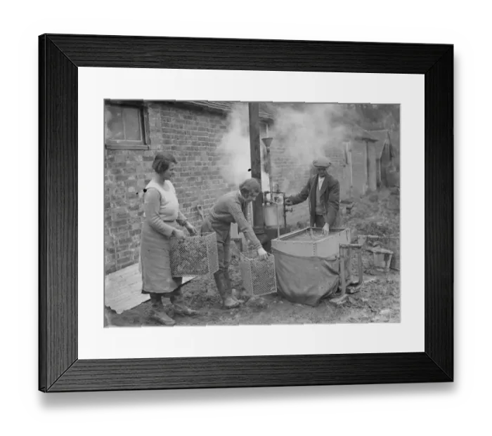 Framed Print : A farmer cultivates his strawberries. 1935
