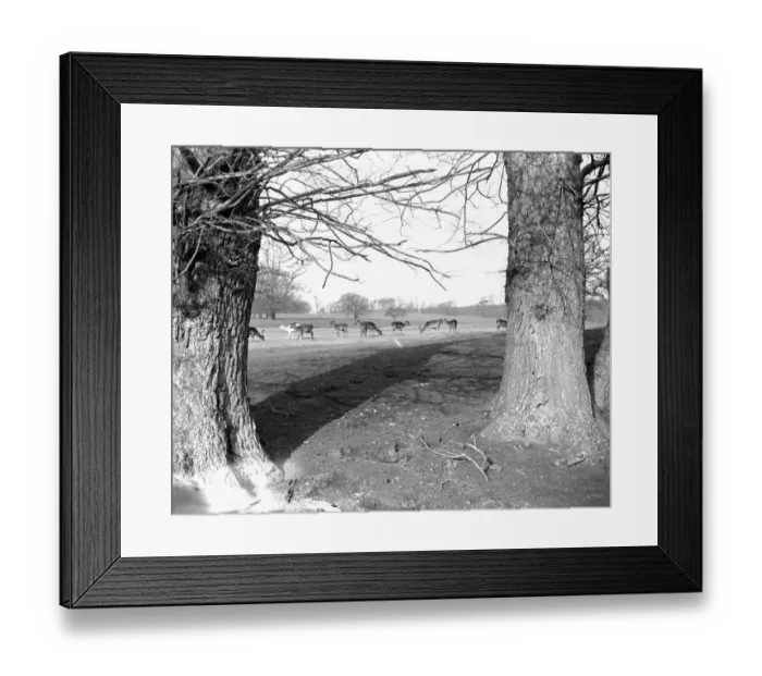 Framed Print : Deer in Lullingstone Park, Kent. 1933 Framed Print : Deer in Lullingstone Park, Kent. 1933