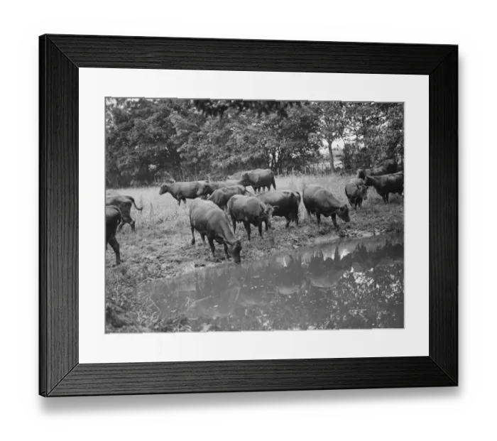 Framed Print : Heifers drinking. 1938