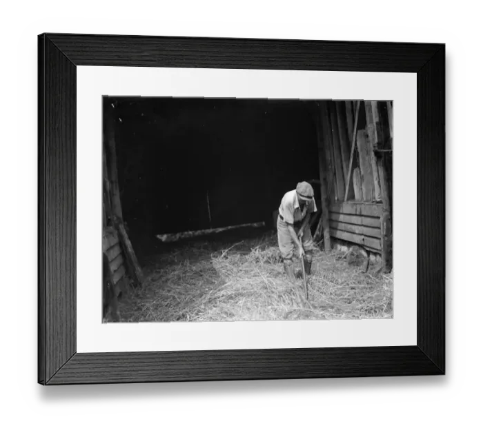 Framed Print : Farm worker Jimmy Burrows using a flail for threshing at Westerham, Kent. 1935 Framed Print : Farm worker Jimmy Burrows using a flail for threshing at Westerham, Kent. 1935