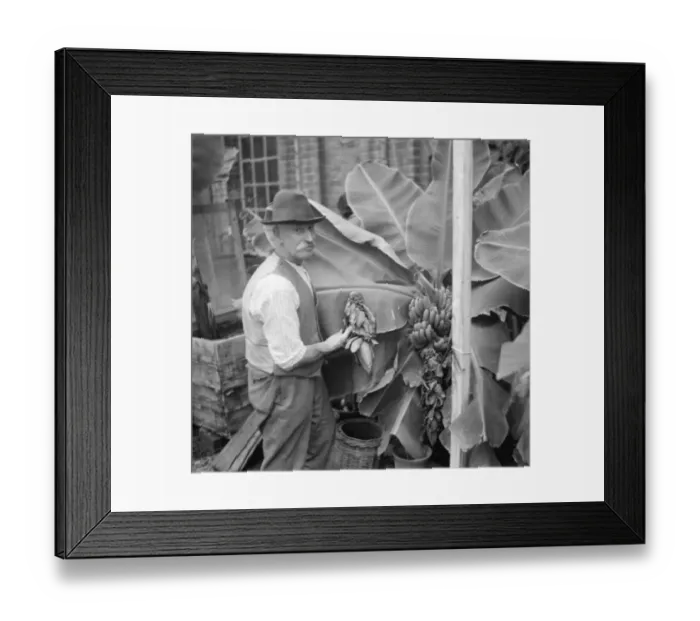 Framed Print : Banana plants being cared for in Crockenhill, Kent. 1936 Framed Print : Banana plants being cared for in Crockenhill, Kent. 1936