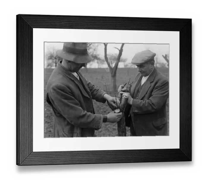 Framed Print : Men grafting apple trees. 1939 Framed Print : Men grafting apple trees. 1939