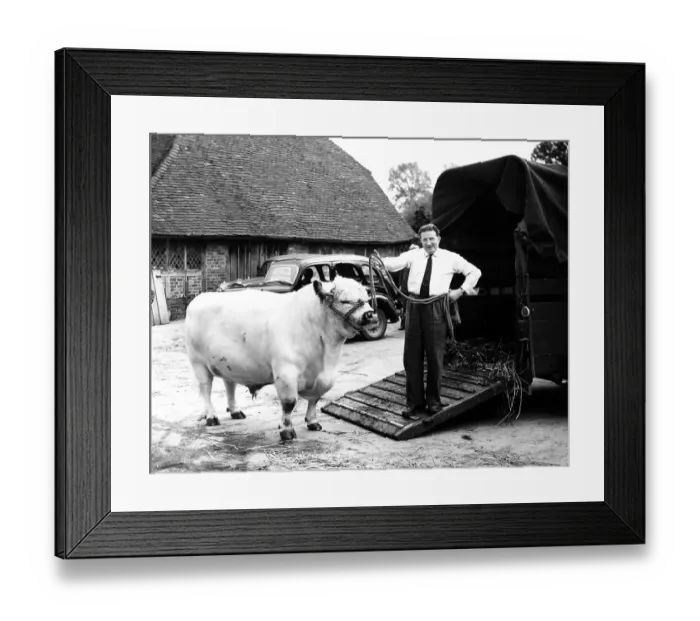Framed Print : Two special trains were used to move a farm - lock, stock and barrel, from Edenbridge, Kent, to Aberdeenshire, Scotland. The first train took the dead stock and equipment, and the second the animals Framed Print : Two special trains were used to move a farm - lock, stock and barrel, from Edenbridge, Kent, to Aberdeenshire, Scotland. The first train took the dead stock and equipment, and the second the animals