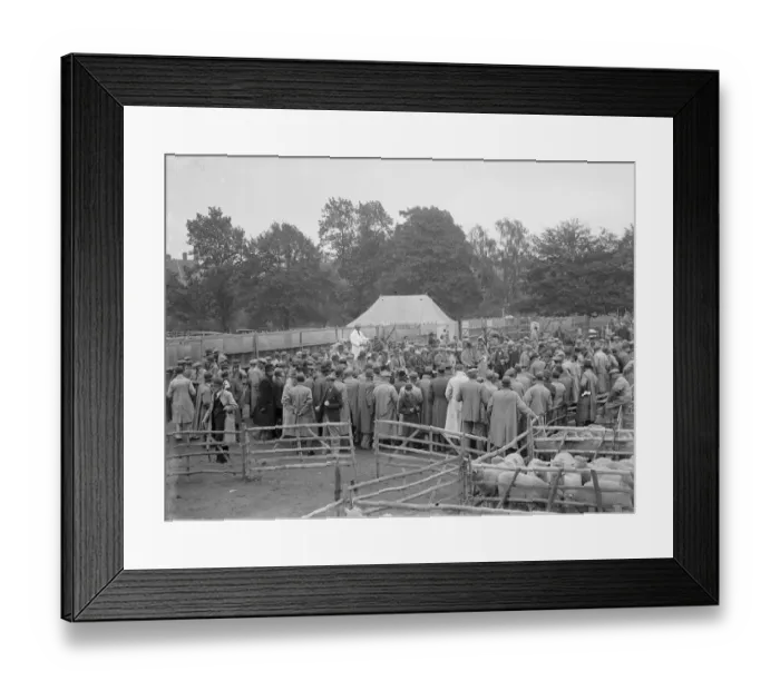 Framed Print : Sheep sale in Maidstone, Kent. 1936