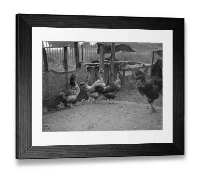 Framed Print : Churkeys, Southfleet. 1937 Transylvanian Naked Neck Chickens