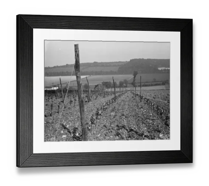 Framed Print : Hop field in Shoreham, Kent. 1936 Framed Print : Hop field in Shoreham, Kent. 1936