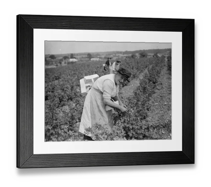 Framed Print : Mrs Sarah Teatt picking raspberrys in Sidcup. 1935