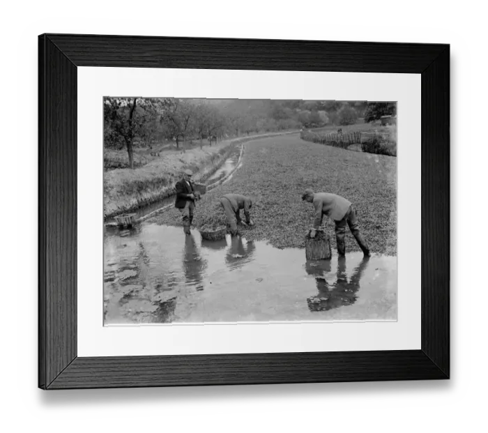 Framed Print : Watercress beds in Horton Kirby, Darenth, Kent. 1935 Framed Print : Watercress beds in Horton Kirby, Darenth, Kent. 1935