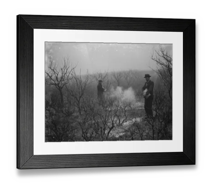 Framed Print : Men spraying a fruit orchard. 1935 Framed Print : Men spraying a fruit orchard. 1935