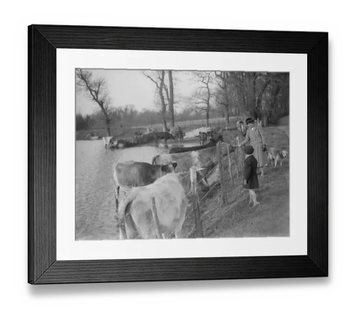 Framed Print : Walkers stop to pet the cows as they retreat to the higher ground to avoid the flooded